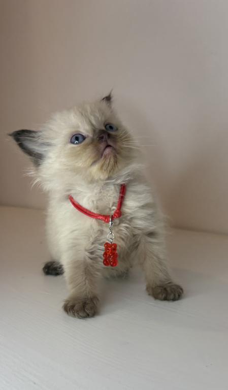 Red Collar photo 1