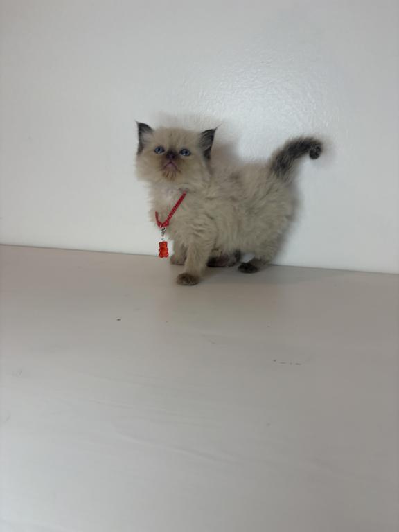 Red Collar photo 3