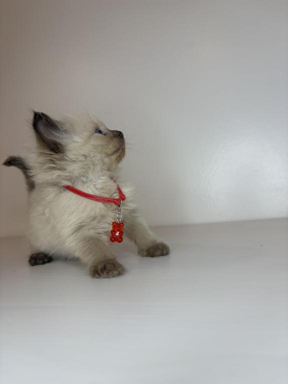 Red Collar photo 2