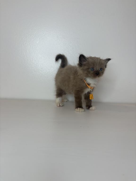 Orange Collar photo 5