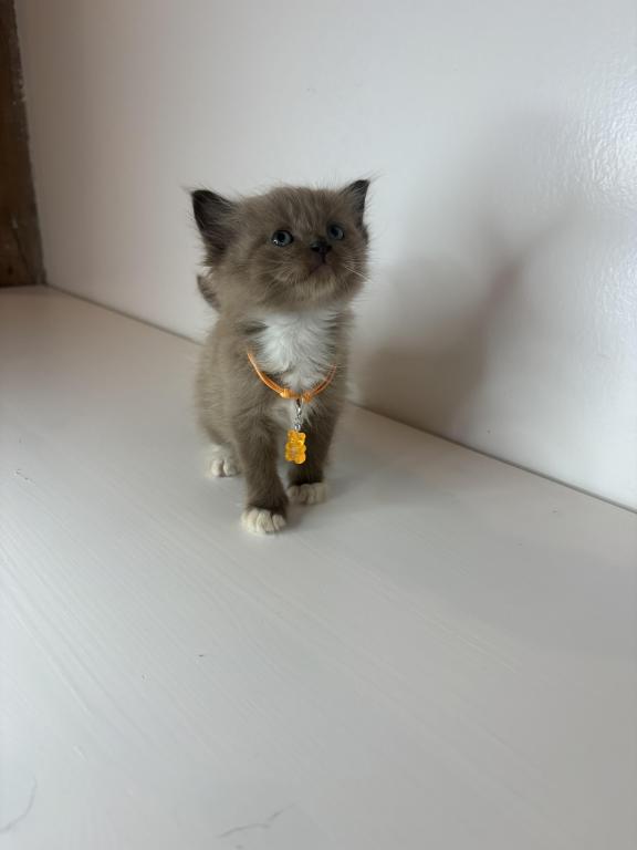 Orange Collar photo 6