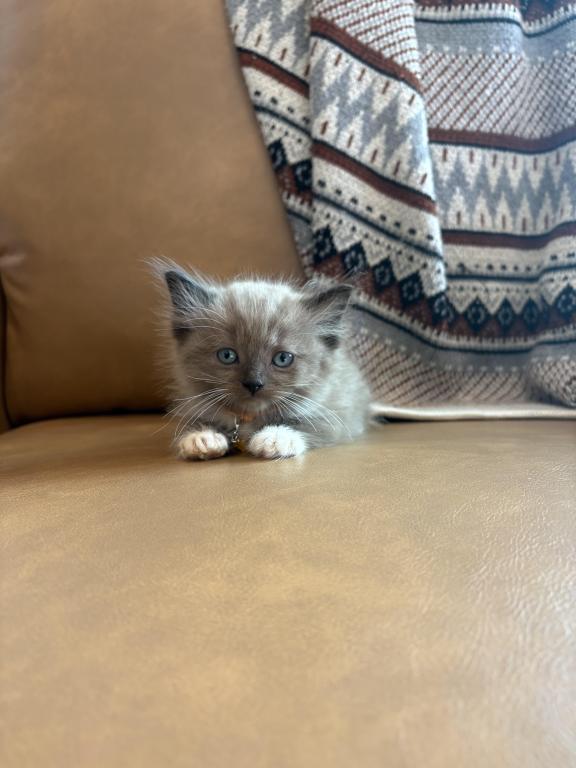 Orange Collar