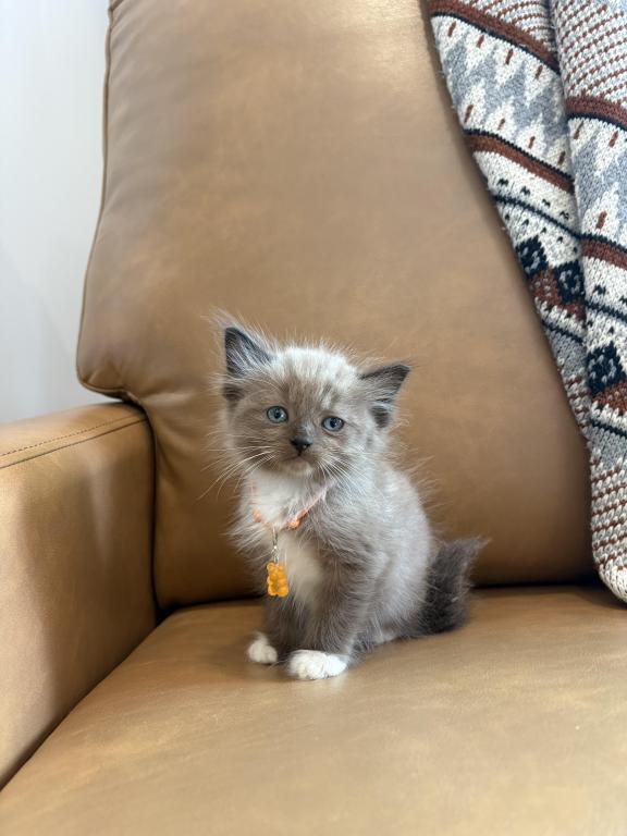 Orange Collar photo 1