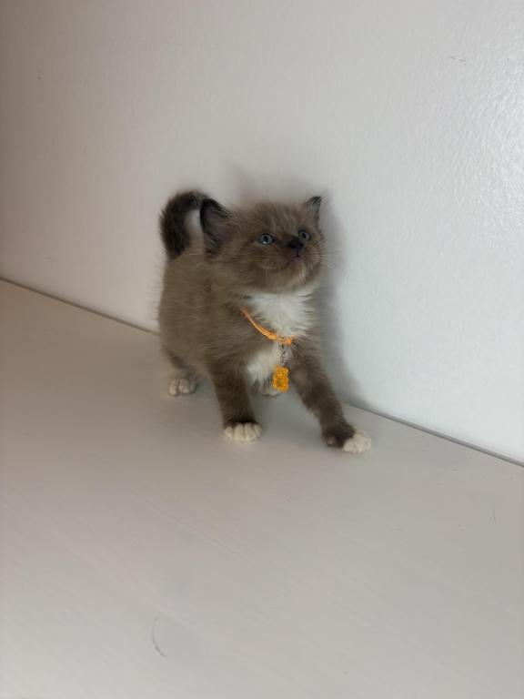 Orange Collar photo 4