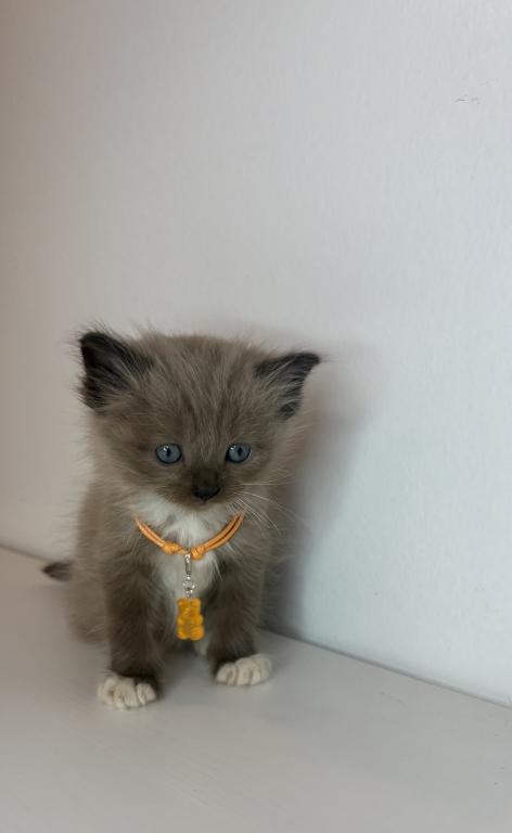 Orange Collar photo 1