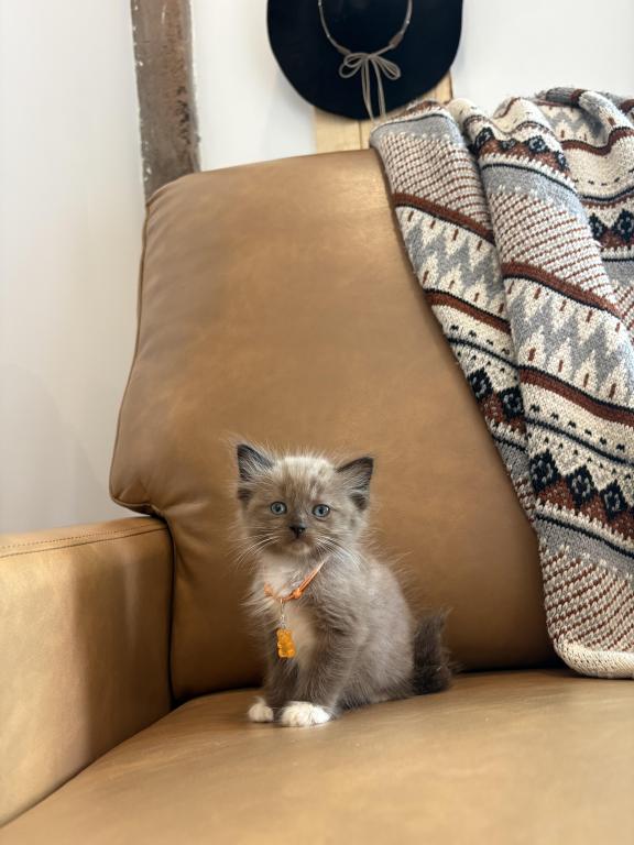 Orange Collar photo 4