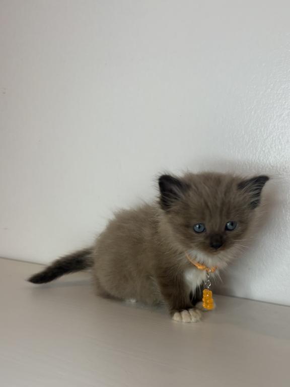 Orange Collar photo 2