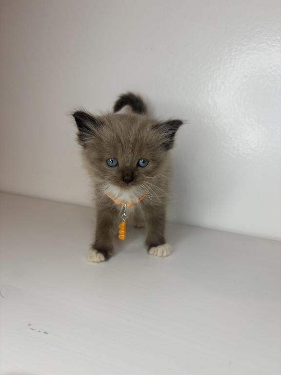Orange Collar photo 7