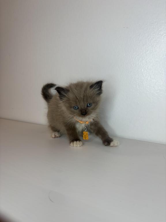 Orange Collar photo 3