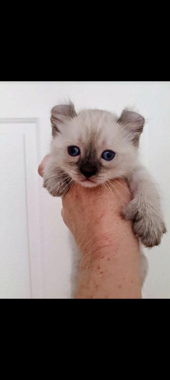 HIGHLAND LYNX KITTENS photo 9