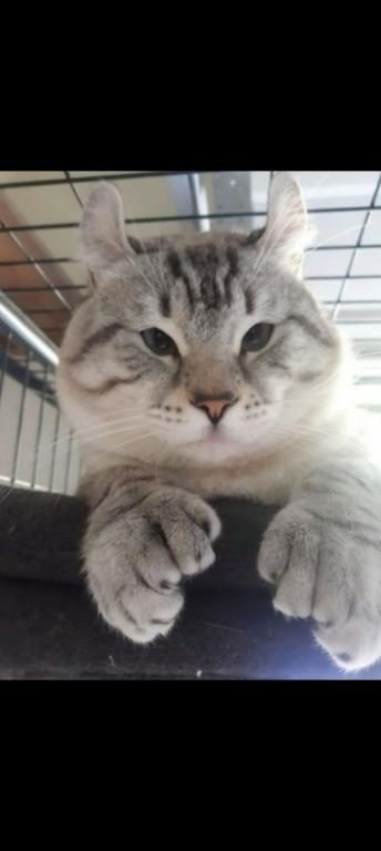 HIGHLAND LYNX KITTENS photo 15