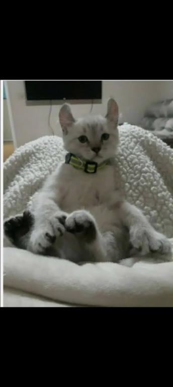 HIGHLAND LYNX KITTENS photo 3