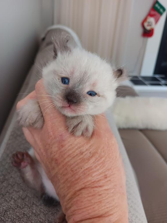 HIGHLAND LYNX KITTENS photo 19