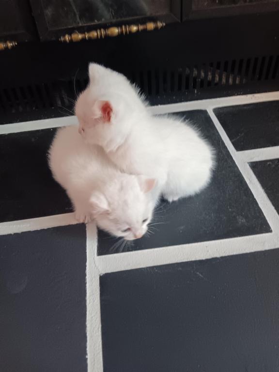 HIGHLAND LYNX KITTENS photo 14