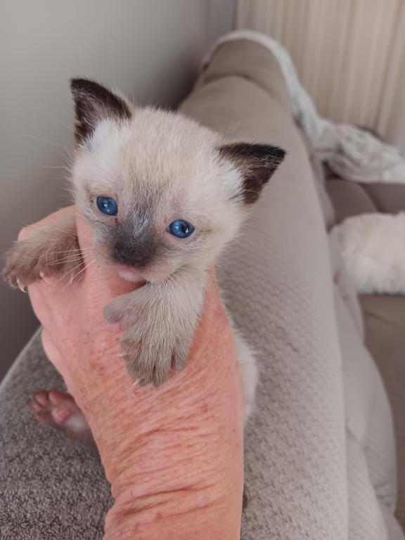 HIGHLAND LYNX KITTENS photo 16