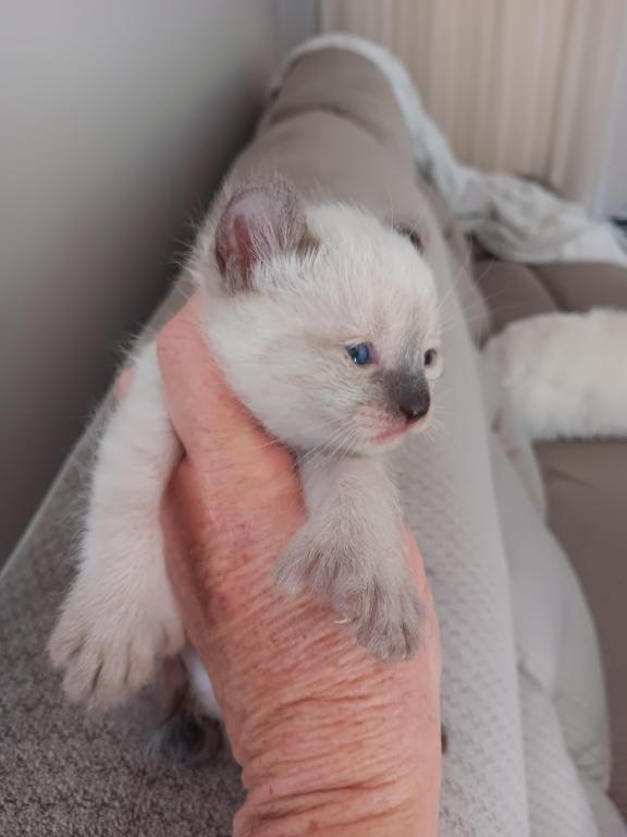 HIGHLAND LYNX KITTENS photo 20