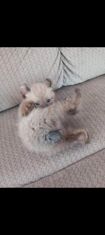 HIGHLAND LYNX KITTENS photo 5