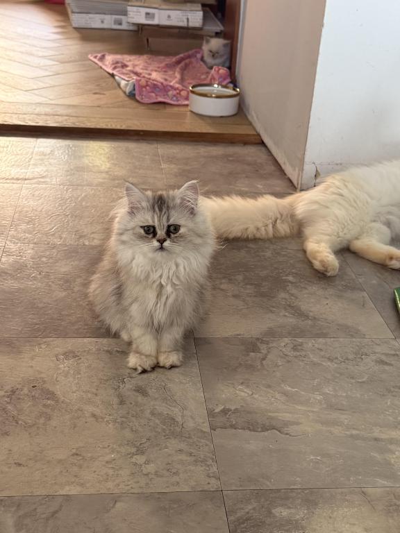 Coco photo 9