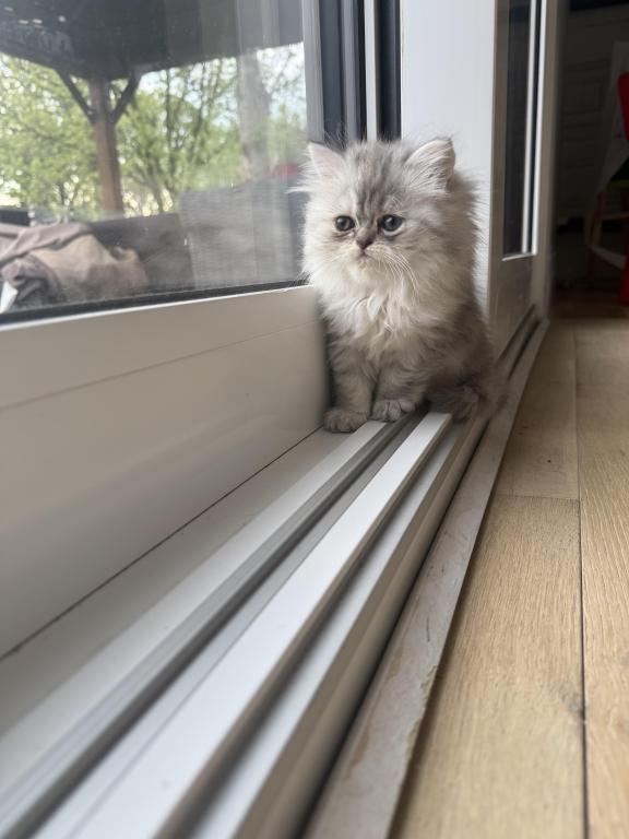 Coco photo 15