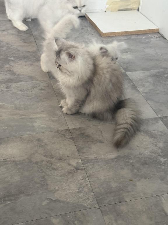 Coco photo 6