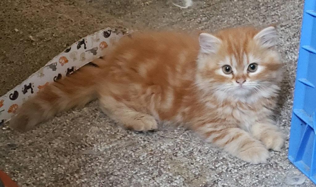 Luther Orange Dollface Tabby Persian