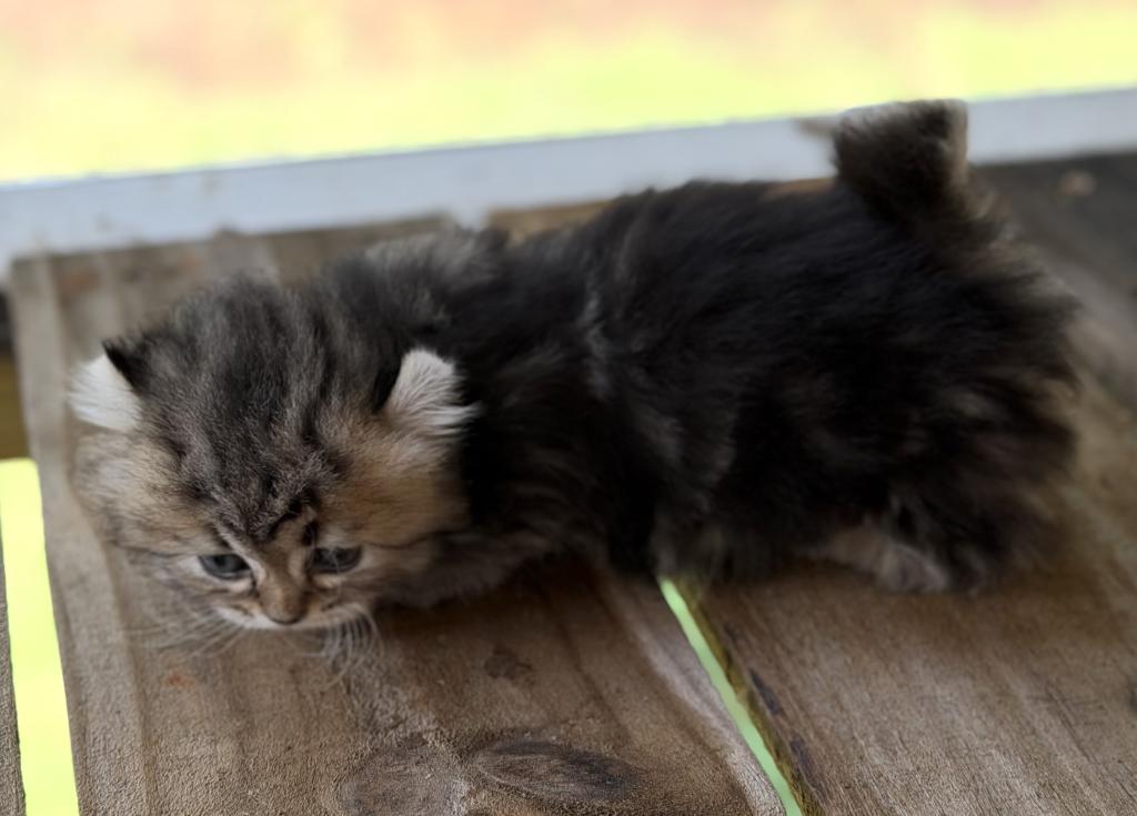 Zoeys And Biscuits Litter Girl photo 3