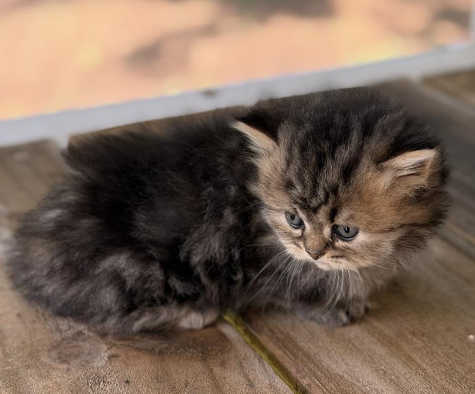 Zoeys And Biscuits Litter Girl photo 6