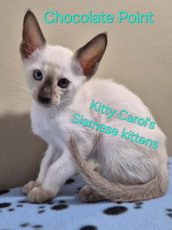 CFA Registered Siamese photo 3