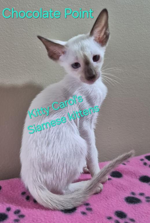 CFA Registered Siamese photo 2
