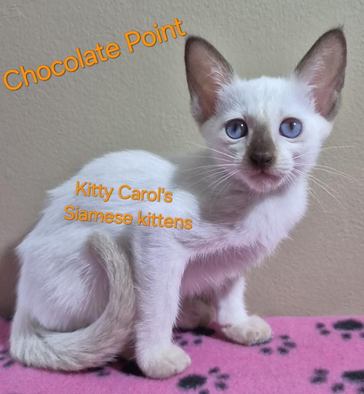 CFA Registered Siamese photo 2