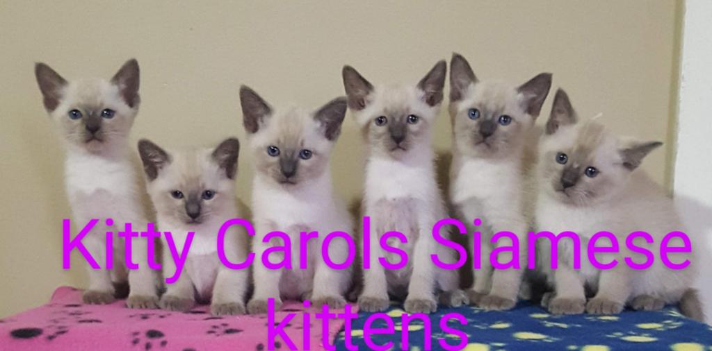 CFA Registered Siamese photo 4
