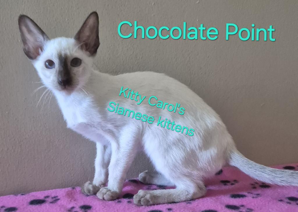 CFA Registered Siamese photo 2
