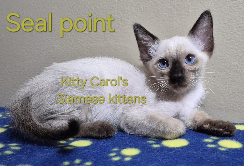 CFA Registered Siamese