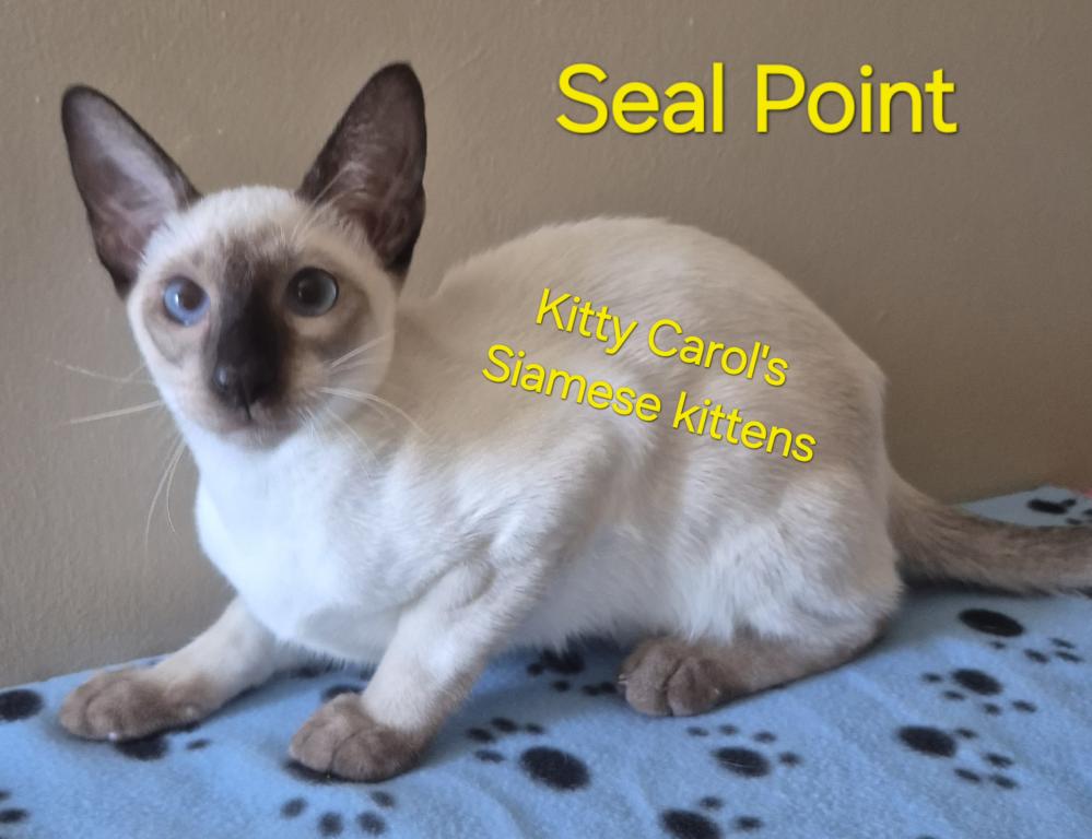 CFA Registered Siamese