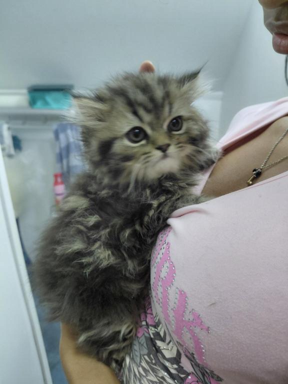 Marvelous Kitties photo 2