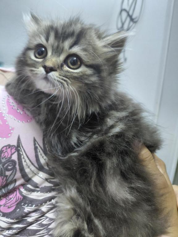 Marvelous Kitties photo 6
