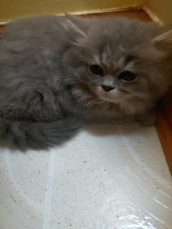 Marvelous Kitties photo 3
