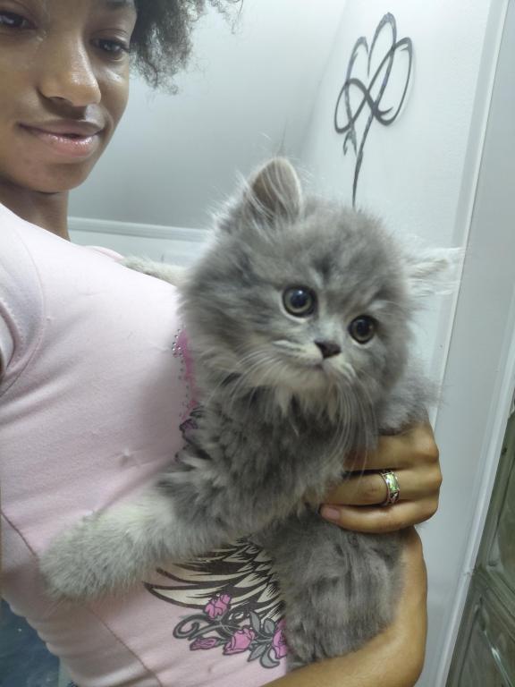 Marvelous Kitties photo 4