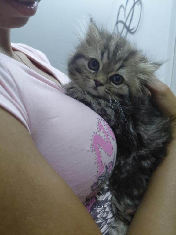 Marvelous Kitties photo 5