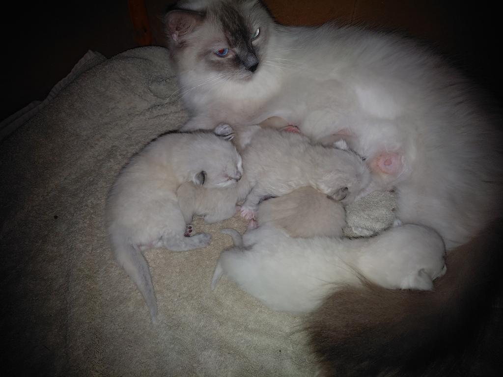 Aryia's Ragdoll Kittens