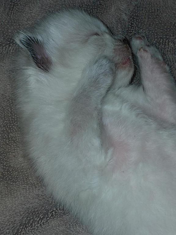 Aryia's Ragdoll Kittens photo 2