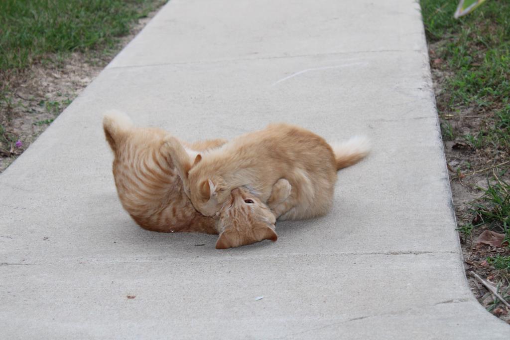 CreamPuff And Sandy Mandy photo 8