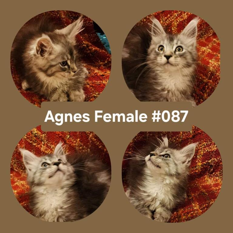 Agnes photo 1
