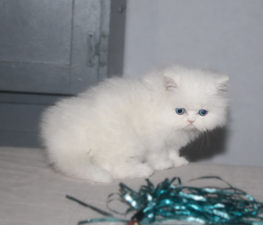 White Female Persian Kitten Cookie photo 1