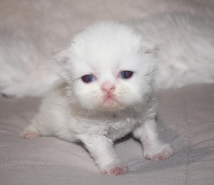 White Female Persian Kitten Cookie photo 3