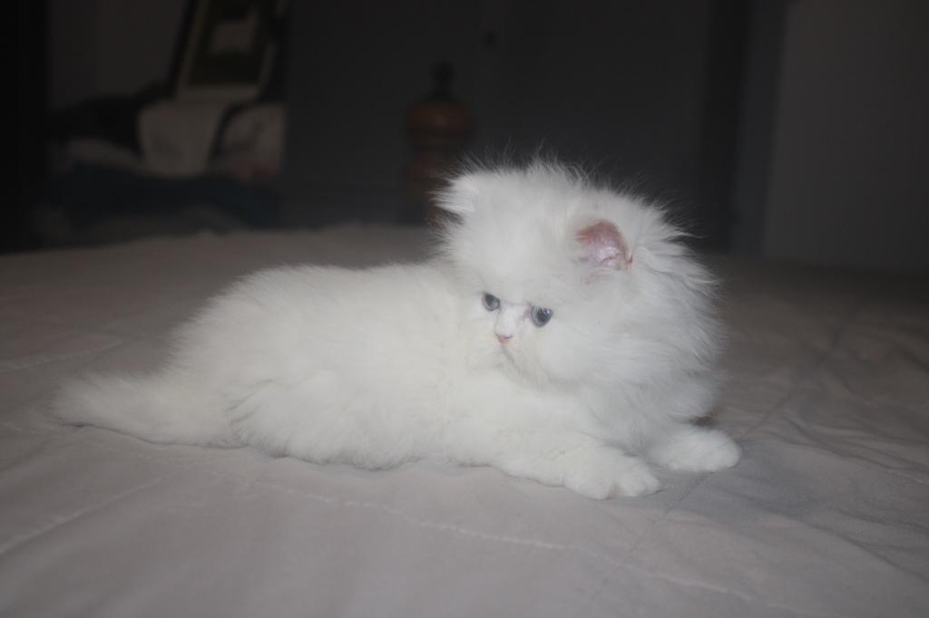 White Female Persian Kitten Cookie photo 2