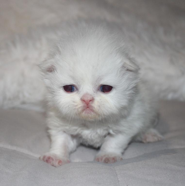 White Female Persian Kitten Cookie photo 1