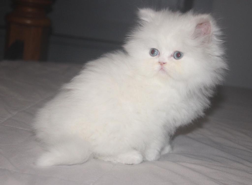 White Female Persian Kitten Cookie photo 4