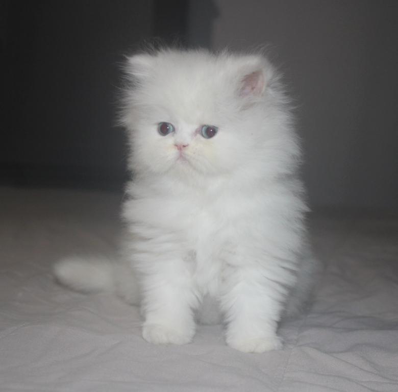White Female Persian Kitten Cookie photo 5