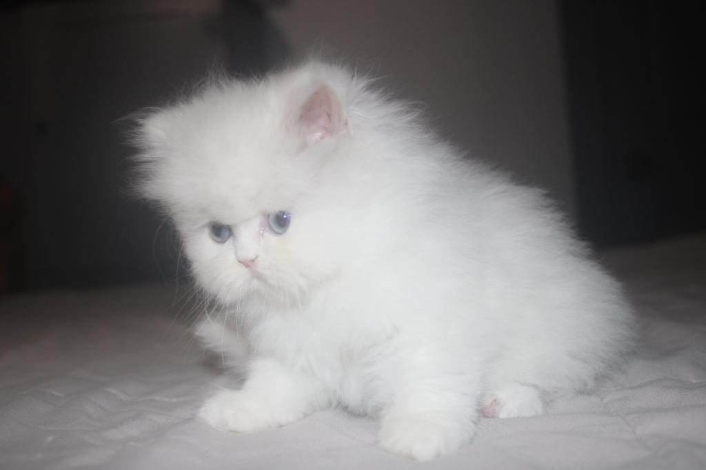 White Female Persian Kitten Cookie photo 8